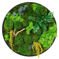 MOOSBILD Rund Ø 40 cm Mooswand Indoor mit echtem Kugel-, Island- und Flachmoos-Mix und Ästen Holzrahmen Grün - Gelb/Grün, Naturmaterialien (40/40/3cm) - ECD-Germany