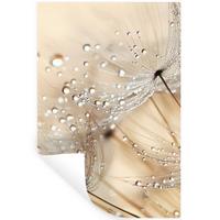 WANDTATTOO Löwenzahn - Abstrakt - Natur - Beige Wandaufkleber 80x120 cm - Braun, Kunststoff (80/120/0.1cm) - MuchoWow