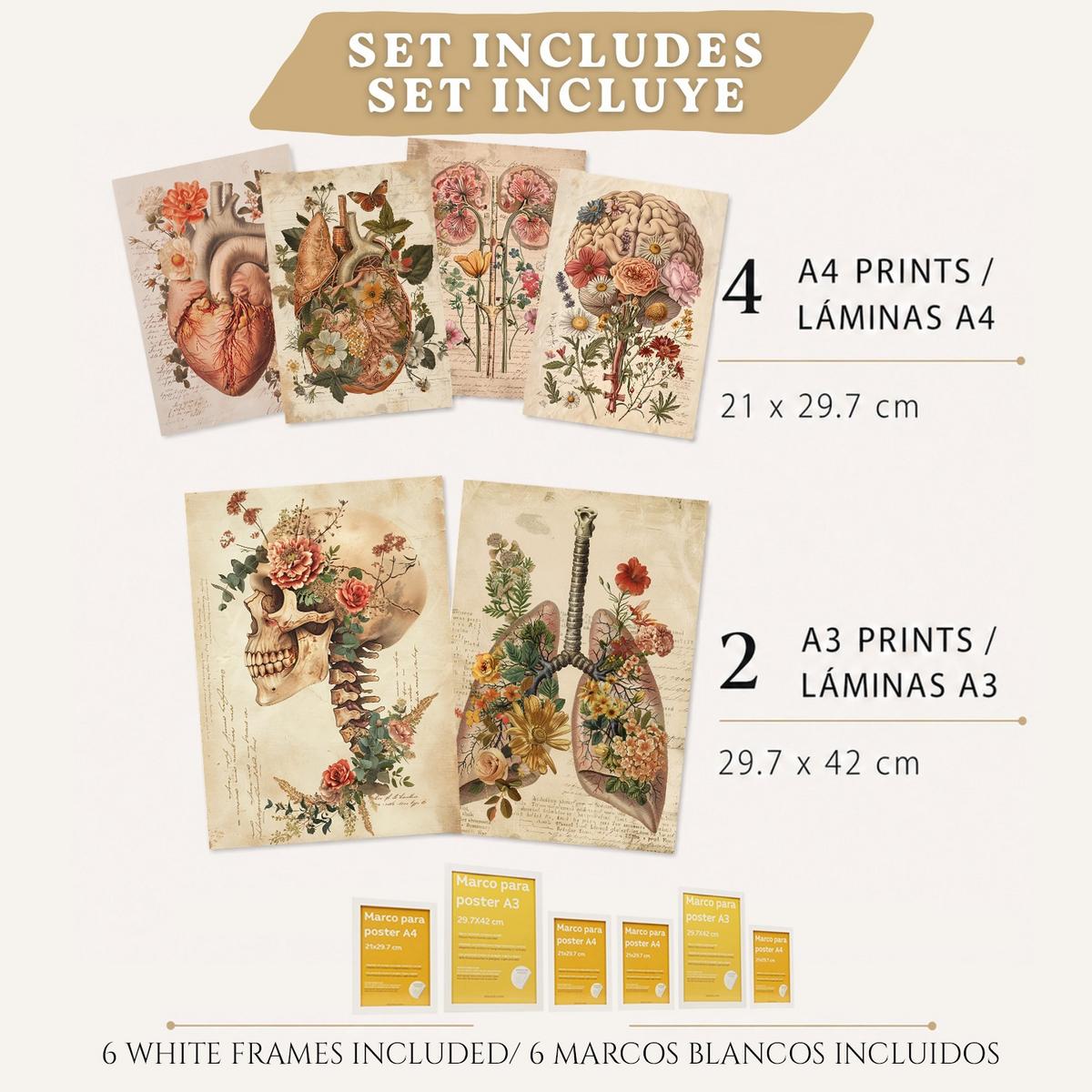 POSTER Set aus 6 Botanische Anatomie Drucke mit Herz Lungen Wirbelsäule Becken und Rippen Beige Terrakotta Erdtöne Florales Weißer Rahmen A3 & A4 - Weiß, Papier (29.7/42/3cm) - Nacnic