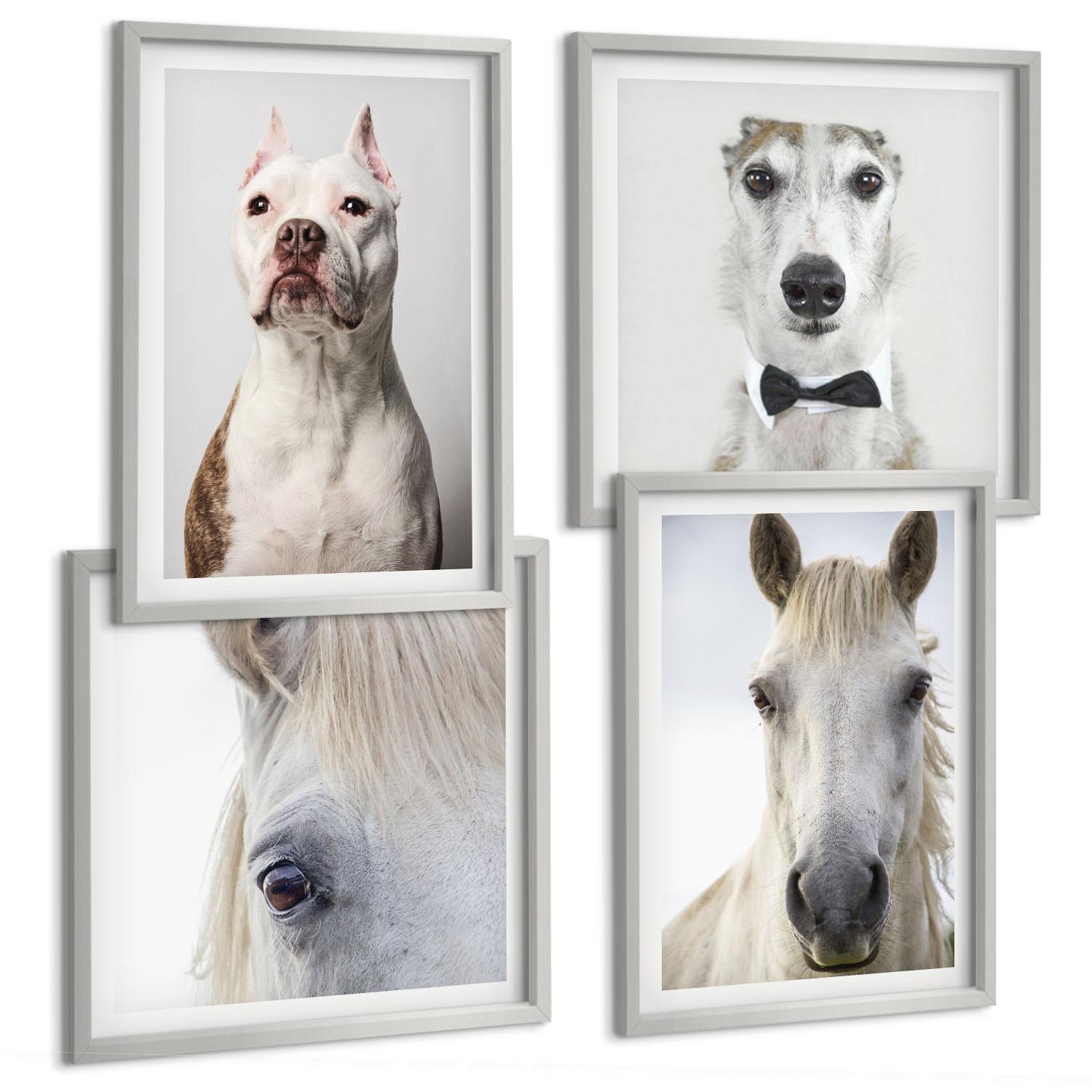 BILDER SET 4er Set - 50x50 cm & 40x60 cm Silberner Rahmen - Elegante Porträts von Hunden und Pferden - Silberfarben, Kunststoff (50/50cm) - TULUP