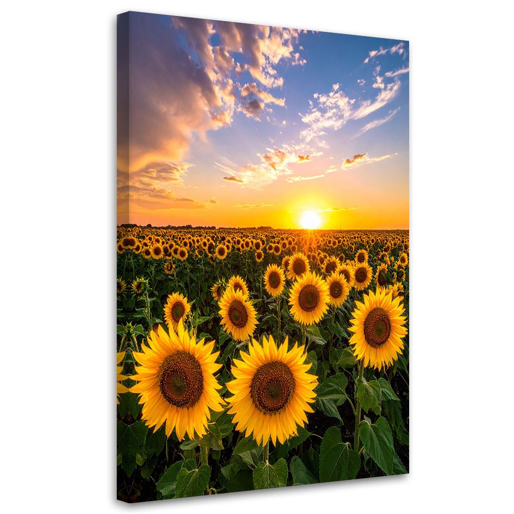LEINWANDBILD Sonnenblumenfeld Sonnenuntergang 70x100cm - Gelb, Textil (70/100cm) - Feeby