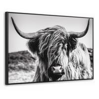 LEINWAND Bilder mit Rahmen - Kuh - Schottischer Hochländer - Schwarz - Weiß - Tier - Natur - Wildtiere - 90x60 - Schwarz, Textil (90/60cm) - MuchoWow