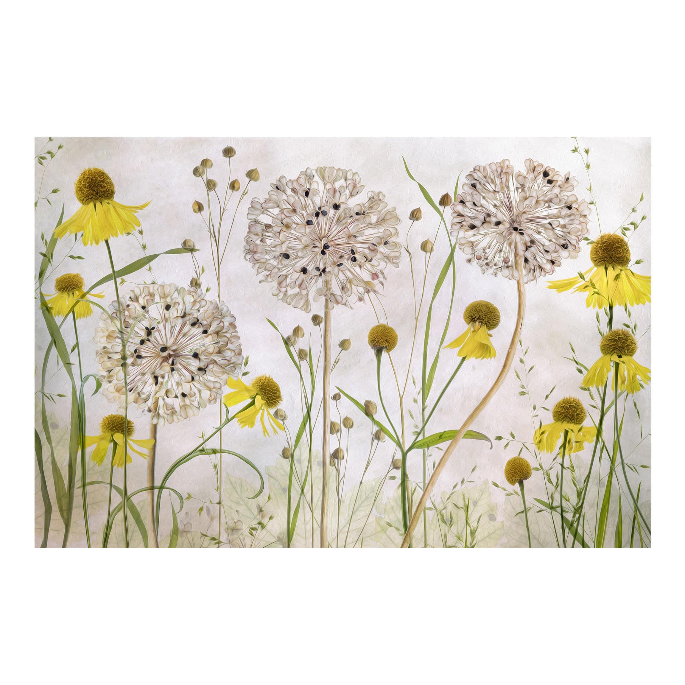 FOTOTAPETE Allium und Helenium Illustration 384/255 cm - Eichefarben, Papier (384/255cm) - Bilderwelten