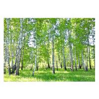 FOTOTAPETE Wald Baume Vliestapete Tapete 400x280 - Multicolor, Papier (400/280cm) - Wallarena