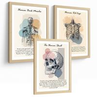 POSTER Set aus 3 Anatomie Mensch Lernposter Drucke und Wandbilder mit Muskeln Rücken Brustkorb Schädel Wanddekoration Größe Leichter Holzrahmen A4 - Beige, Papier (21/29.7/3cm) - Nacnic