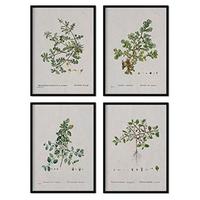 POSTER Set mit 4 von Blättern aus dem Künstler PierreJoseph Redouté A3 Schwarzer Rahmen - Schwarz, Papier (29.7/3cm) - Nacnic
