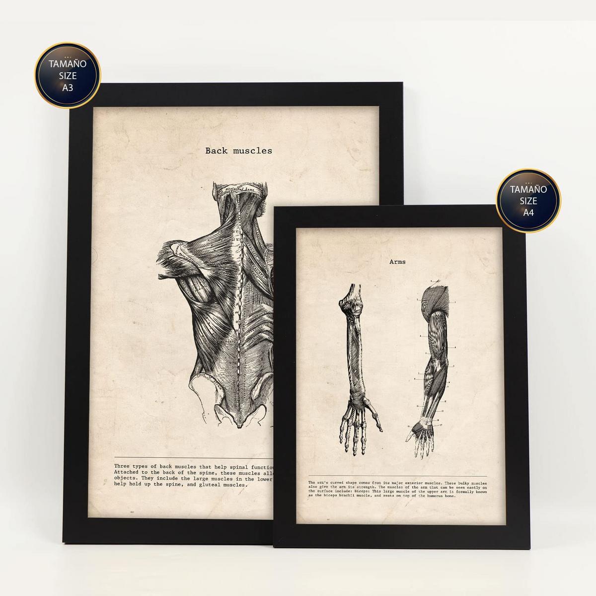 POSTER Set Mit 6 Gliedmaßen & Gehirn Medizinische Illustrationen Im Vintage Von Anatomie, Körperteilen, Knochen & Muskeln A3 & A4 Schwarzer Rahmen - Schwarz, Papier (29/3cm) - Nacnic