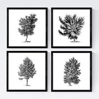 POSTER Set mit 4 Blättern der verschiedene Richtungen weiß Hintergrund 30x30 cm Rahmenlos - Klar, Papier (30/3cm) - Nacnic