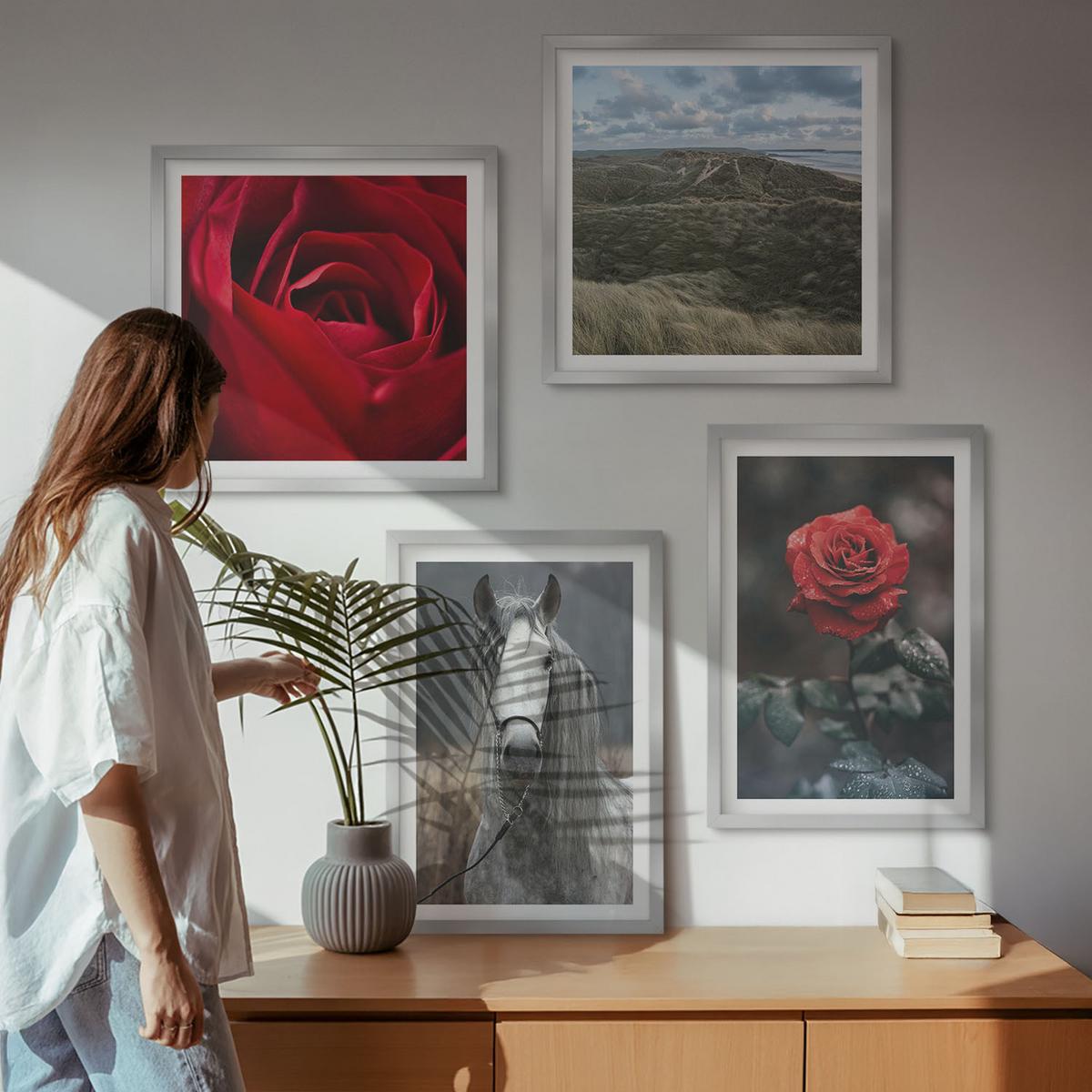BILDER SET 4er Set - 50x50 cm & 40x60 cm Silberner Rahmen - Rote Rosen auf pferdegrauem Hintergrund - Silberfarben, Kunststoff (50/50cm) - TULUP