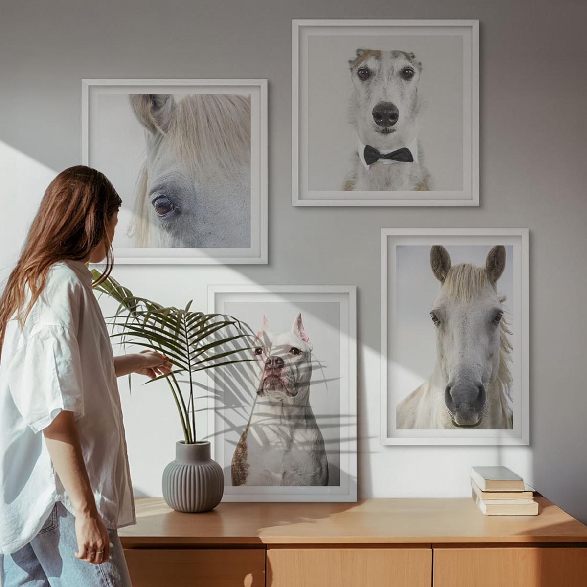 BILDER SET 4er Set - 50x50 cm & 40x60 cm Weißer Rahmen - Elegante Porträts von Hunden und Pferden - Weiß, Kunststoff (50/50cm) - TULUP
