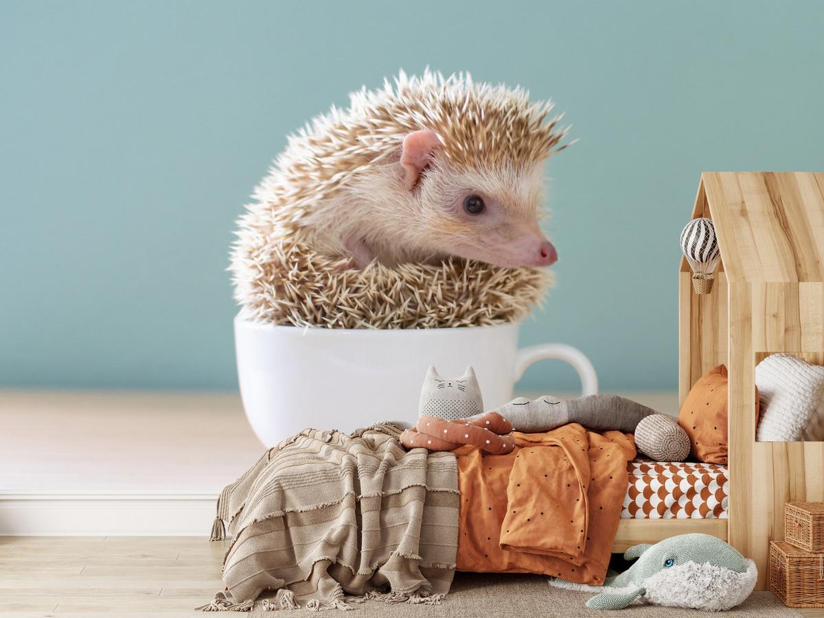 FOTOTAPETE für Esszimmer Igel Weiße Tasse Süß Tier 100x70 - Beige/Weiß, Papier (100/70cm) - Muralo