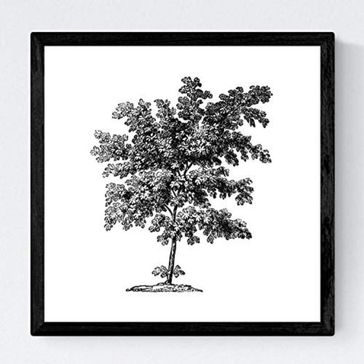 POSTER Set mit 4 Blättern der Bäume ohne Blüten weiß 30x30 cm Rahmenlos - Klar, Papier (30/3cm) - Nacnic
