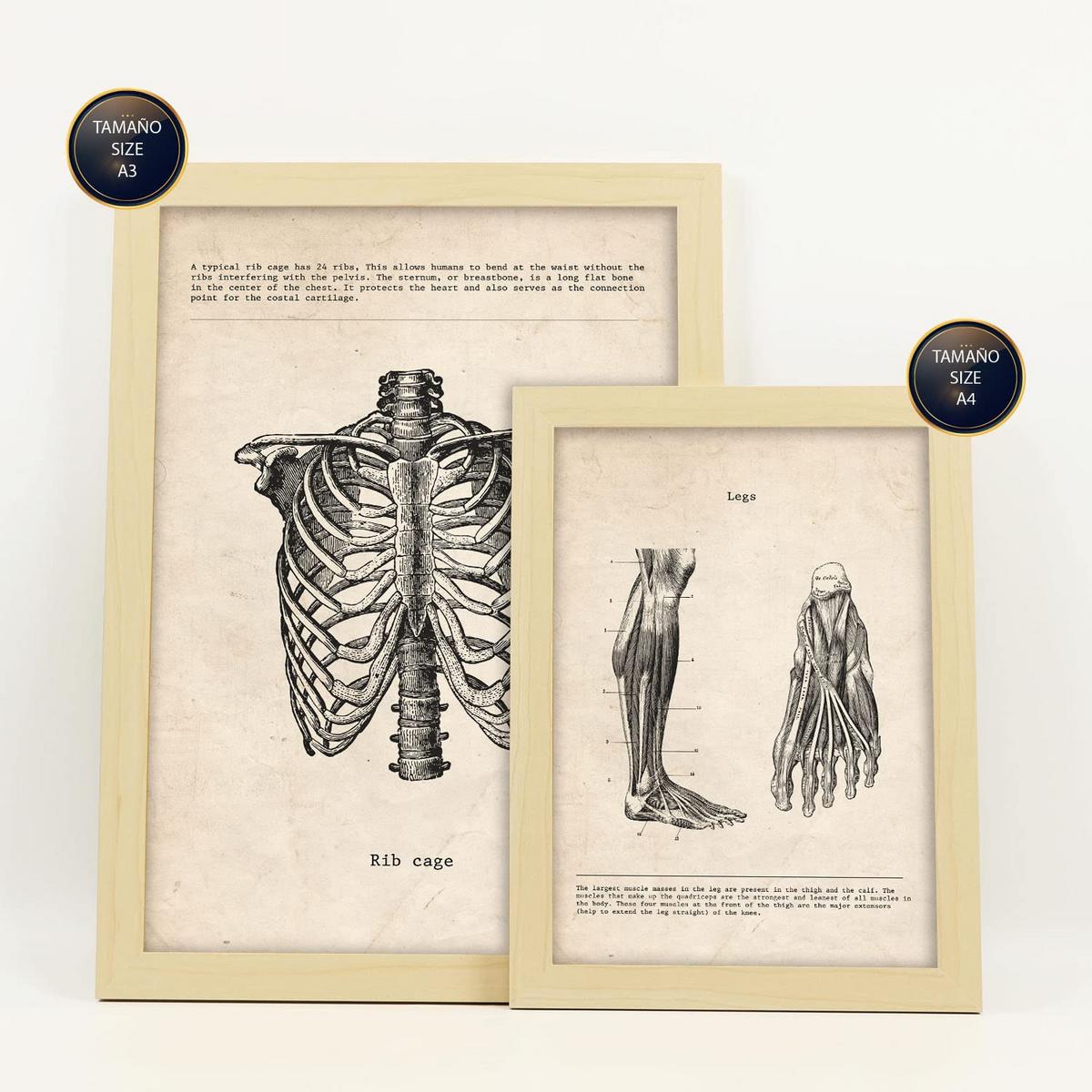 POSTER Set Mit 6 Von Kopf Bis Fuß Medizinische Illustrationen Im Vintage Von Anatomie, Körperteilen, Knochen & Muskeln A3 & A4 Rahmen Aus Hellem Holz - Beige, Papier (29/3cm) - Nacnic