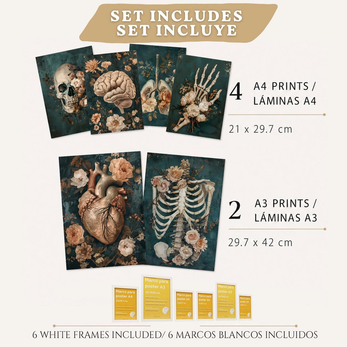 POSTER Kollektion aus 6 Anatomie Drucke und mit Herz Schädel Lungen Nieren und Gehirn Pergament Hintergrund dekoration Größe Weißer Rahmen A3 & A4 - Weiß, Papier (21/29.7/3cm) - Nacnic