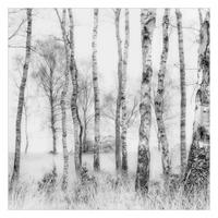 FOTOTAPETE Mystischer Birkenwald Schwarz-Weiß 240/240 cm - Schwarz, Papier (240/240cm) - Bilderwelten