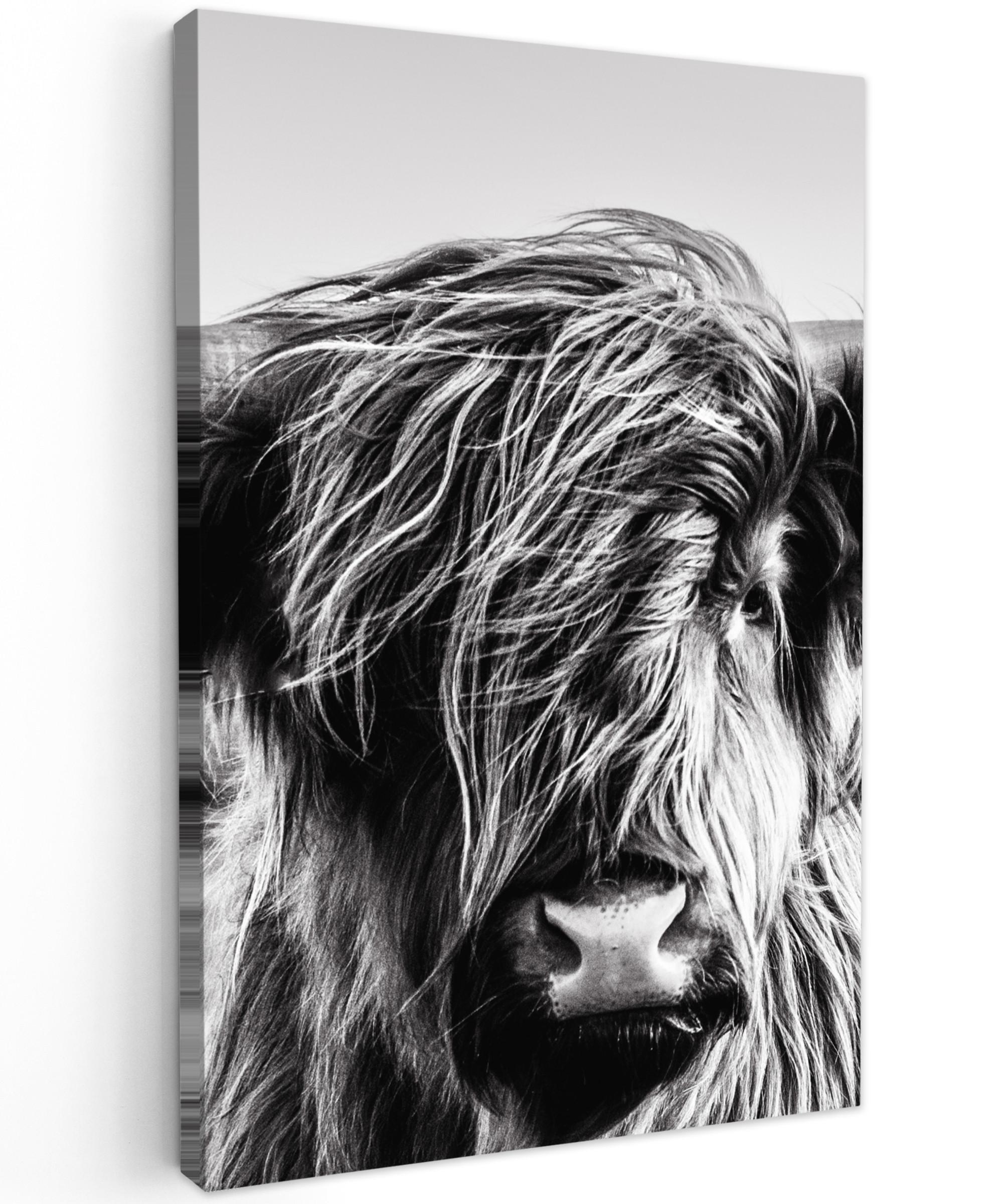 LEINWANDBILD Kuh - Schottischer Hochländer - Schwarz - Weiß - Tier - Natur - Wildtiere Deko Wohnzimmer 20x30 cm - Schwarz, Textil (20/30cm) - MuchoWow
