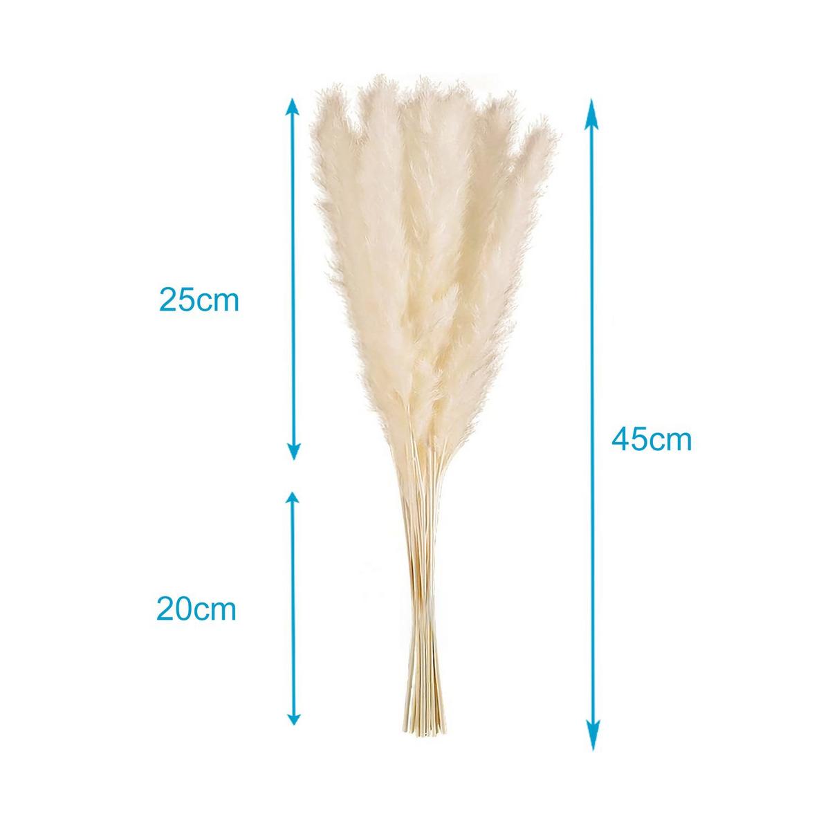 PAMPASGRAS Trockenblumen 30 Stück - Weiß, Naturmaterialen (5cm) - Intirilife