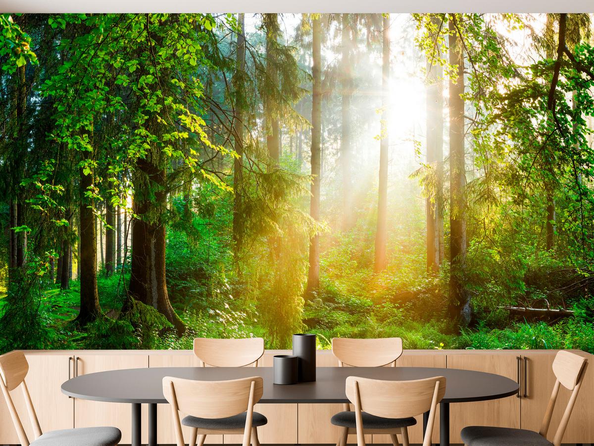 FOTOTAPETE für Wohnzimmer Sonniger Wald Bäume Pflanzen Natur Gras 400x280 - Multicolor, Papier (400/280cm) - Muralo