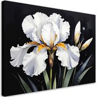 LEINWANDBILDER, Weiße Irisblüten auf schwarzem Hintergrund - Weiß, Textil (60/40cm) - Feeby