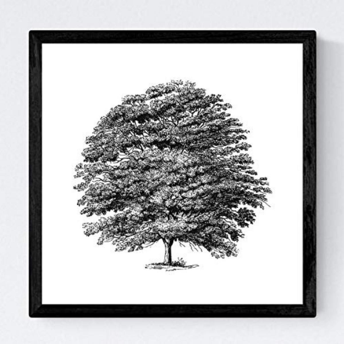POSTER Set mit 4 Bädern Bäume variierten weißer Hintergrund 30x30 cm Rahmenlos - Klar, Papier (30/3cm) - Nacnic