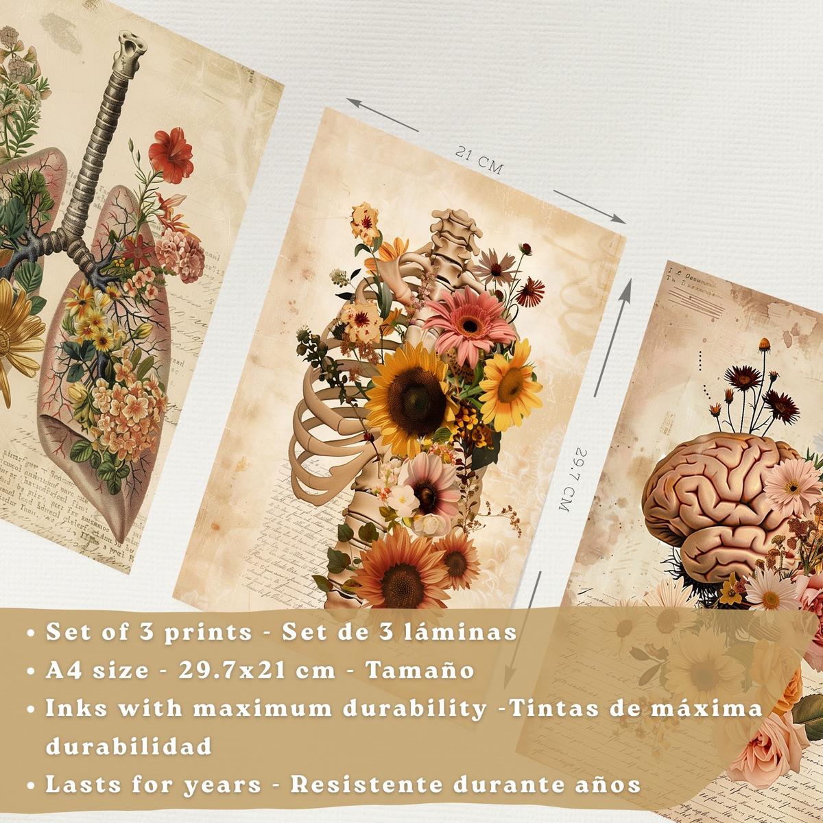 POSTER Set aus 3 Anatomie Mensch Florale Drucke und Wandbilder mit Lungen Brustkorb und Gehirn Botanischer Antiker Stil Größe Leichter Holzrahmen A4 - Beige, Papier (21/29.7/3cm) - Nacnic