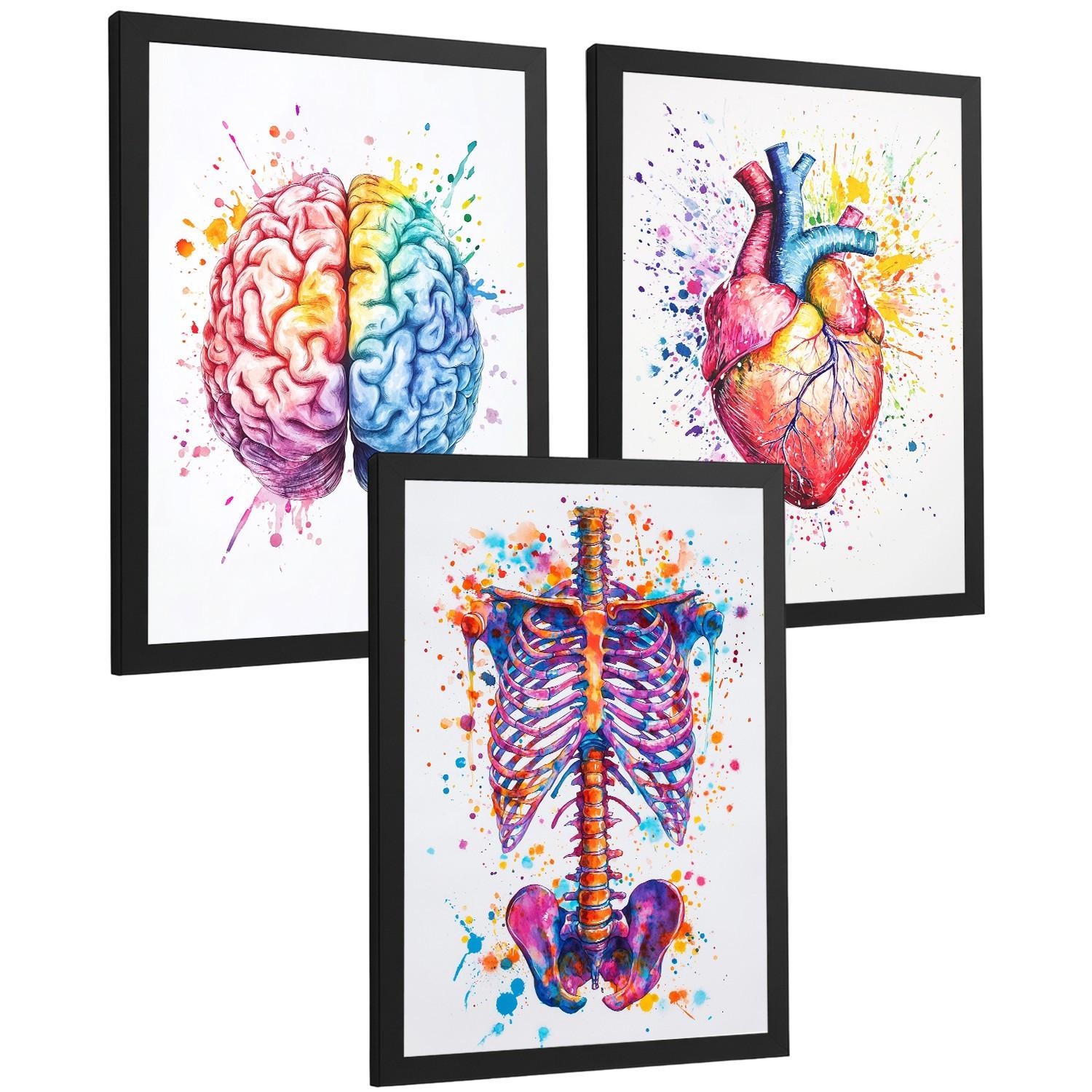 POSTER Set aus 3 Anatomie Mensch Drucke und Wandbilder mit Gehirn Herz Rippen Wirbelsäule Lebendiges Aquarell Design Größe Schwarzer Rahmen A4 - Schwarz, Papier (21/29.7/3cm) - Nacnic