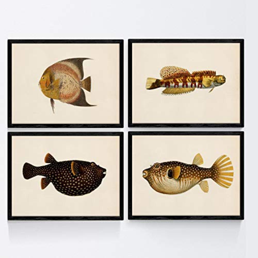 POSTER Set mit 4 bunten Fischen schwarz gelb TonEffekt mit Altpapier Hintergrund A4 Schwarzer Rahmen - Schwarz, Papier (29.7/3cm) - Nacnic