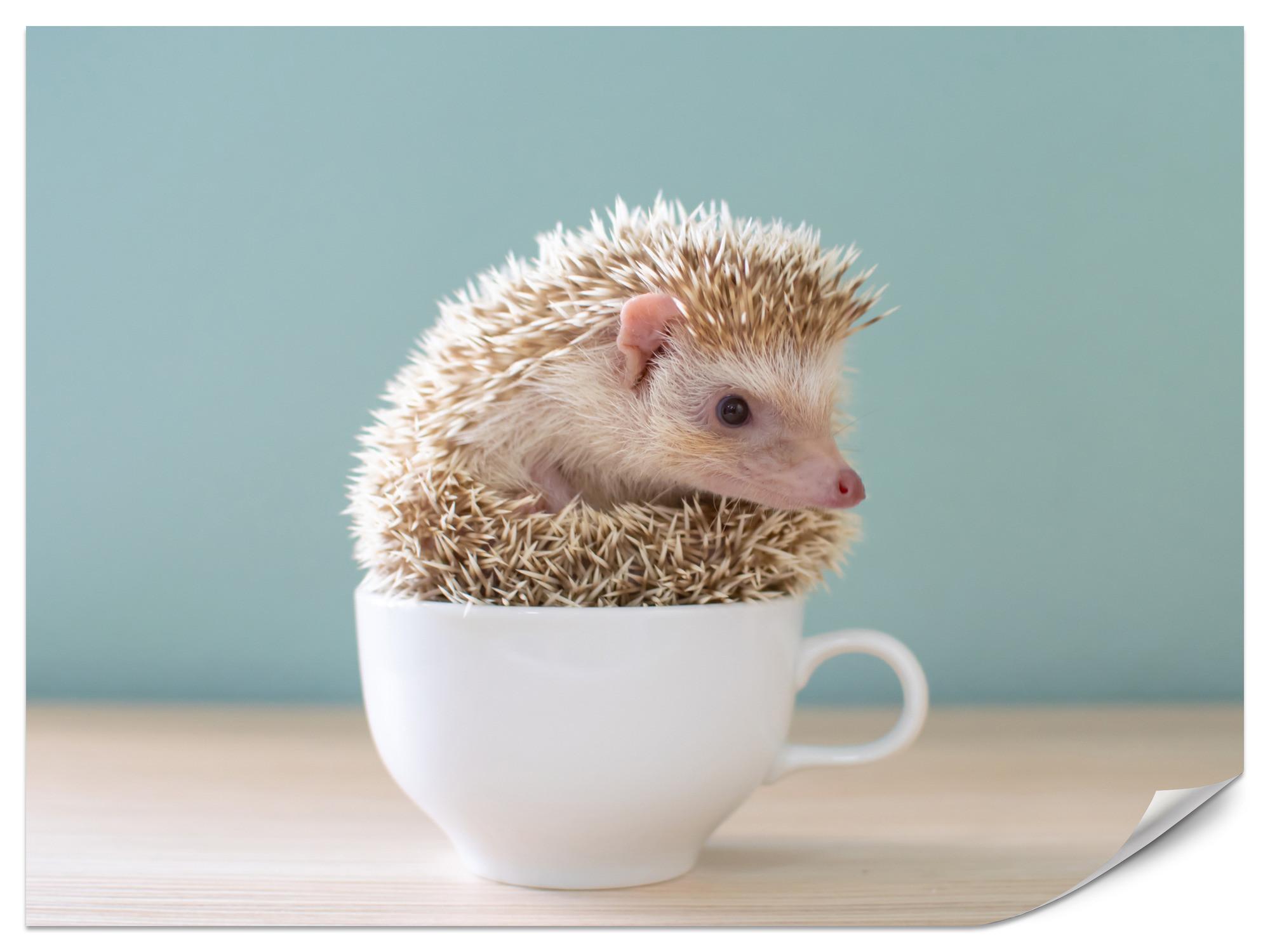 FOTOTAPETE für Esszimmer Igel Weiße Tasse Süß Tier 100x70 - Beige/Weiß, Papier (100/70cm) - Muralo