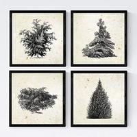 POSTER Set mit 4 Blättern der Bäume und Sträucher 20x20cm Schwarzer Rahmen - Schwarz, Papier (20/3cm) - Nacnic