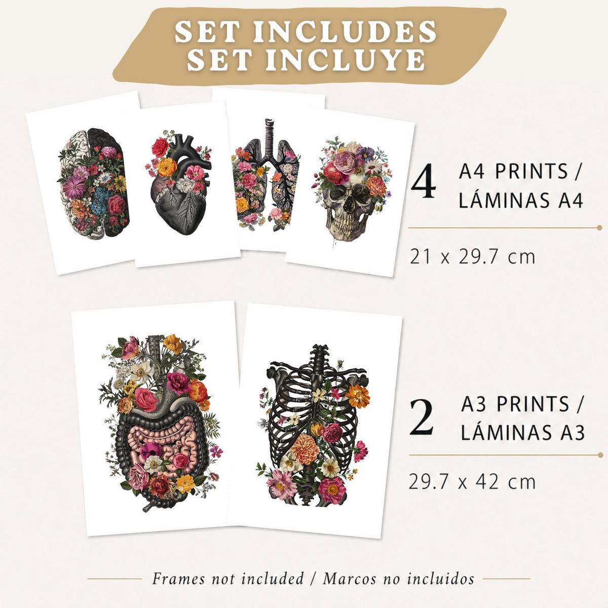 POSTER Set aus 6 Botanische Anatomie Drucke mit Herz Lungen Wirbelsäule Becken und Rippen Beige Terrakotta Erdtöne Leichter Holzrahmen A3 & A4 - Beige, Papier (21/29.7/3cm) - Nacnic
