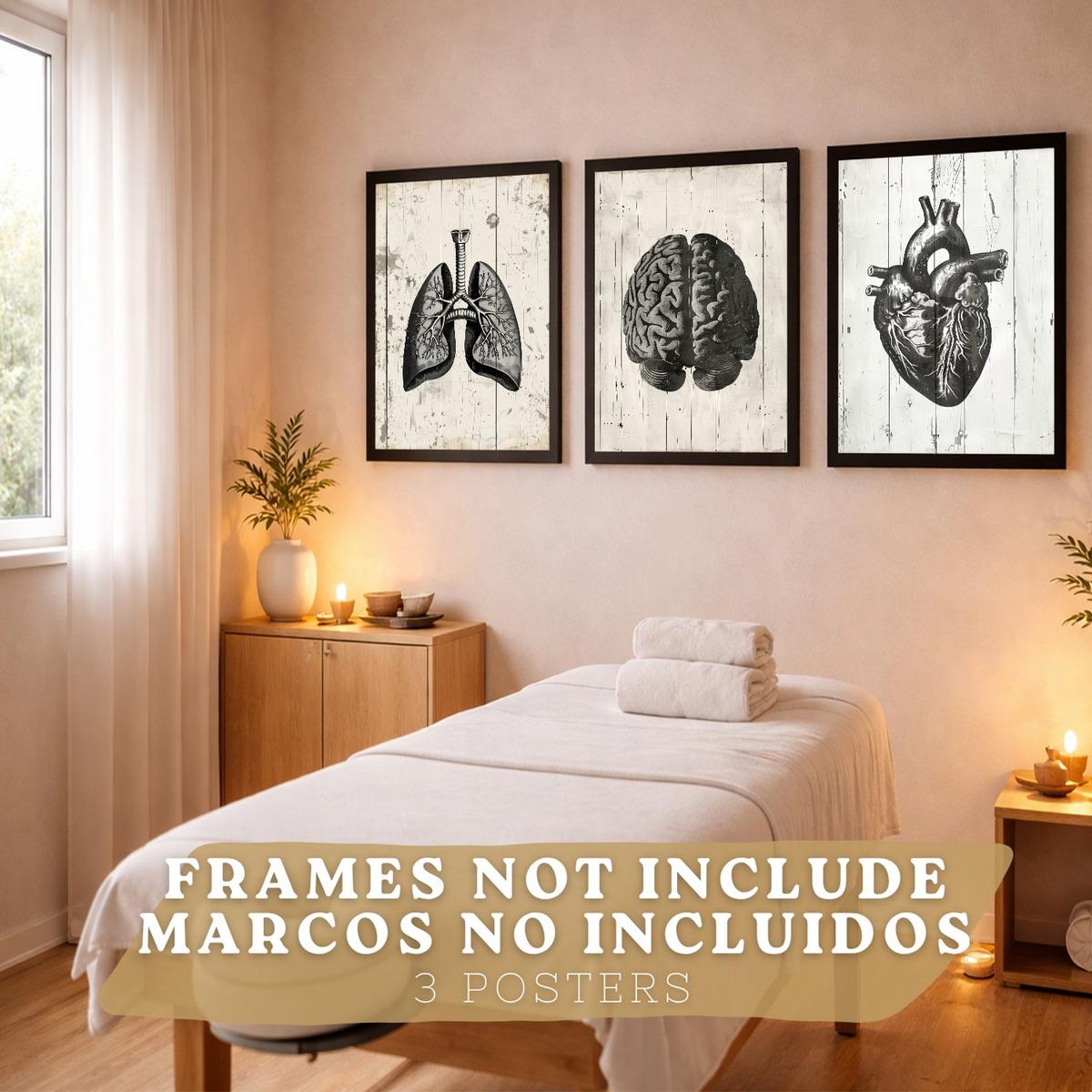 POSTER Set aus 3 Anatomie Mensch Drucke und Wandbilder mit Gehirn Herz Lungen Luftröhre Bronchien Industrielles Schwarz Weiß Design Größe Rahmenlos A4 - Klar, Papier (21/29.7/3cm) - Nacnic