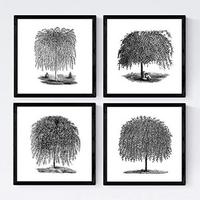 POSTER Set mit 4 Blättern der Bäume Weiden Weiß Hintergrund 20x20cm Schwarzer Rahmen - Schwarz, Papier (20/3cm) - Nacnic