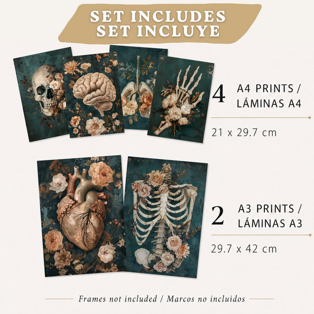 POSTER Kollektion aus 6 Anatomie Drucke und mit Herz Schädel Lungen Nieren und Gehirn Pergament Hintergrund dekoration Leichter Holzrahmen A3 & A4 - Beige, Papier (21/29.7/3cm) - Nacnic