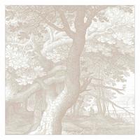 FOTOTAPETE Im Wald Kupferstich in Beige 192/192 cm - Eichefarben, Papier (192/192cm) - Bilderwelten