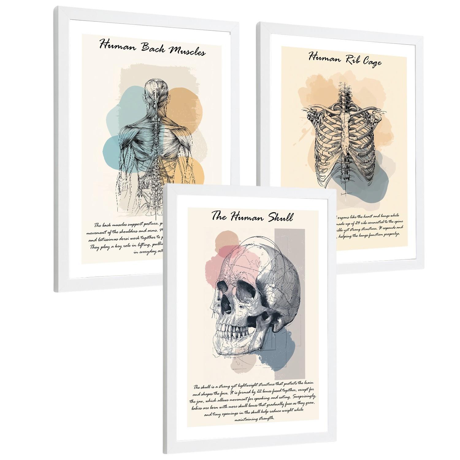 POSTER Set aus 3 Anatomie Mensch Lernposter Drucke und Wandbilder mit Muskeln Rücken Brustkorb Schädel Wanddekoration Größe Weißer Rahmen A4 - Weiß, Papier (21/29.7/3cm) - Nacnic