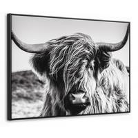 LEINWAND Bilder mit Rahmen - Kuh - Schottischer Hochländer - Schwarz - Weiß - Tier - Natur - Wildtiere - 80x60 - Schwarz, Textil (80/60cm) - MuchoWow