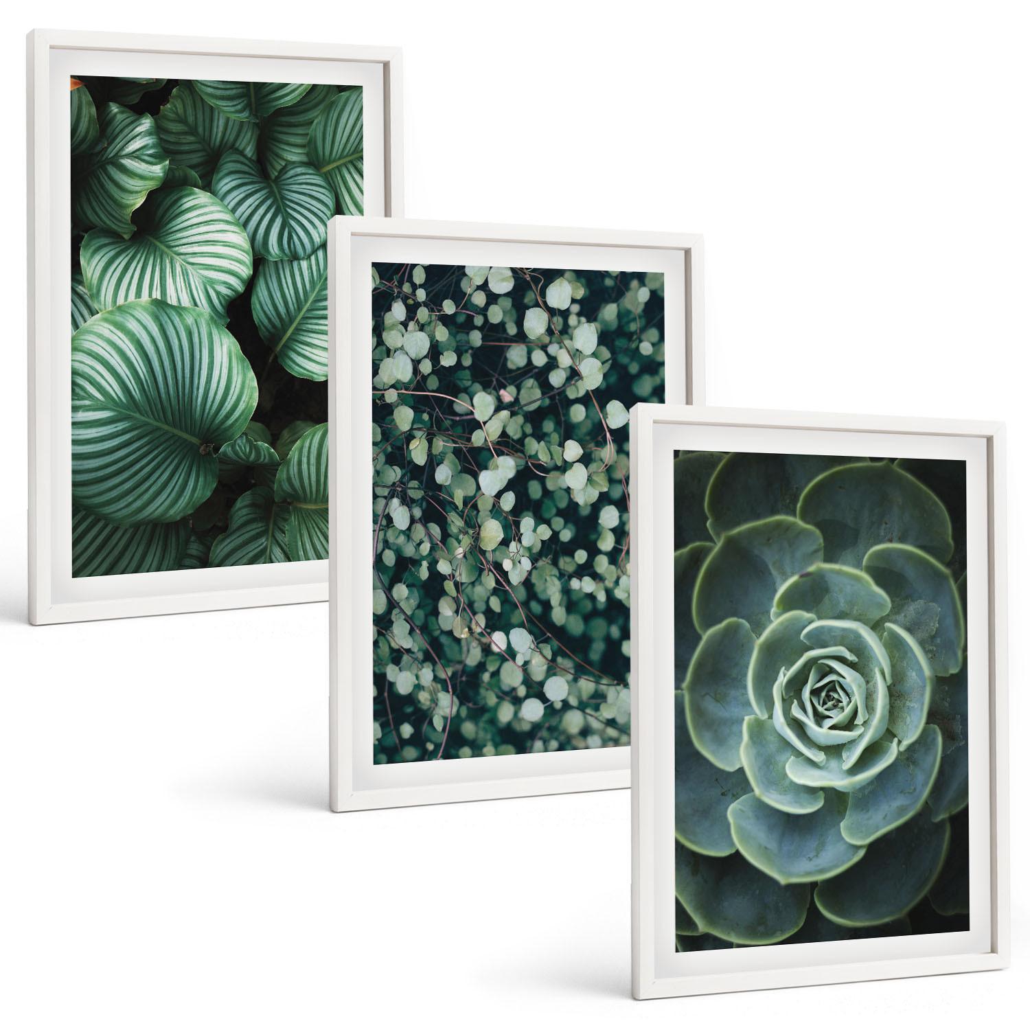 BILDER SET 3er Set - 40x60 cm Weißer Rahmen - Sukkulenten im Stil grüner Blätter - Weiß, Kunststoff (40/60cm) - TULUP