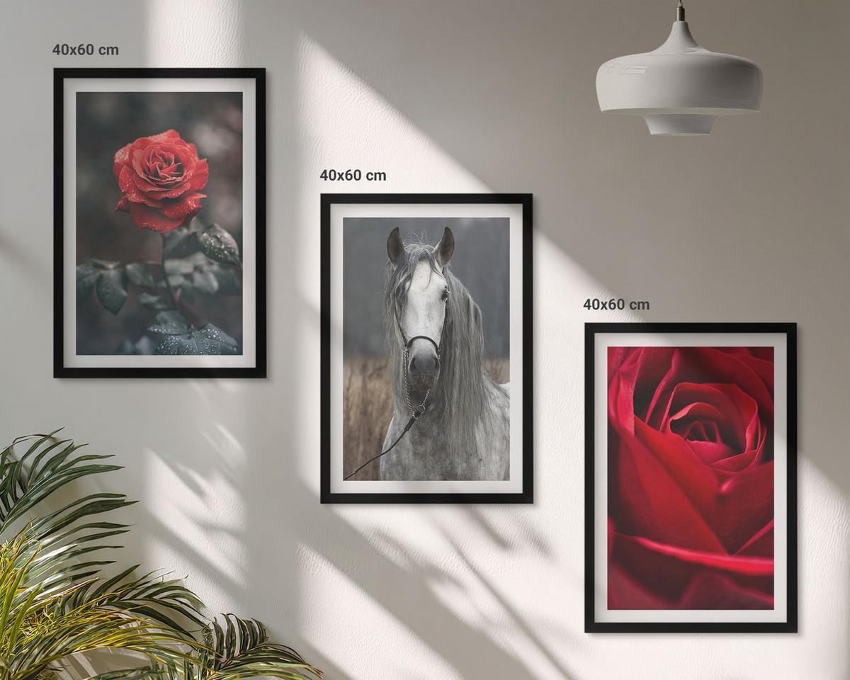 BILDER SET 3er Set - 40x60 cm Schwarzer Rahmen - Rote Rosen, Pferdegrau, Welt - Schwarz, Kunststoff (40/60cm) - TULUP