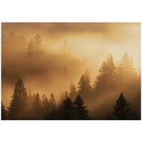 FOTOTAPETE Wald Nebel Beige 400x280 cm - Multicolor, Papier (400/280cm) - Wallarena