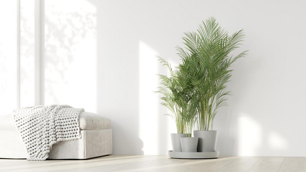 BLUMENTOPF Dubai 56,5/30,7 cm Hellgrau - Hellgrau, Kunststoff (56.5/30.7cm) - Ecopots