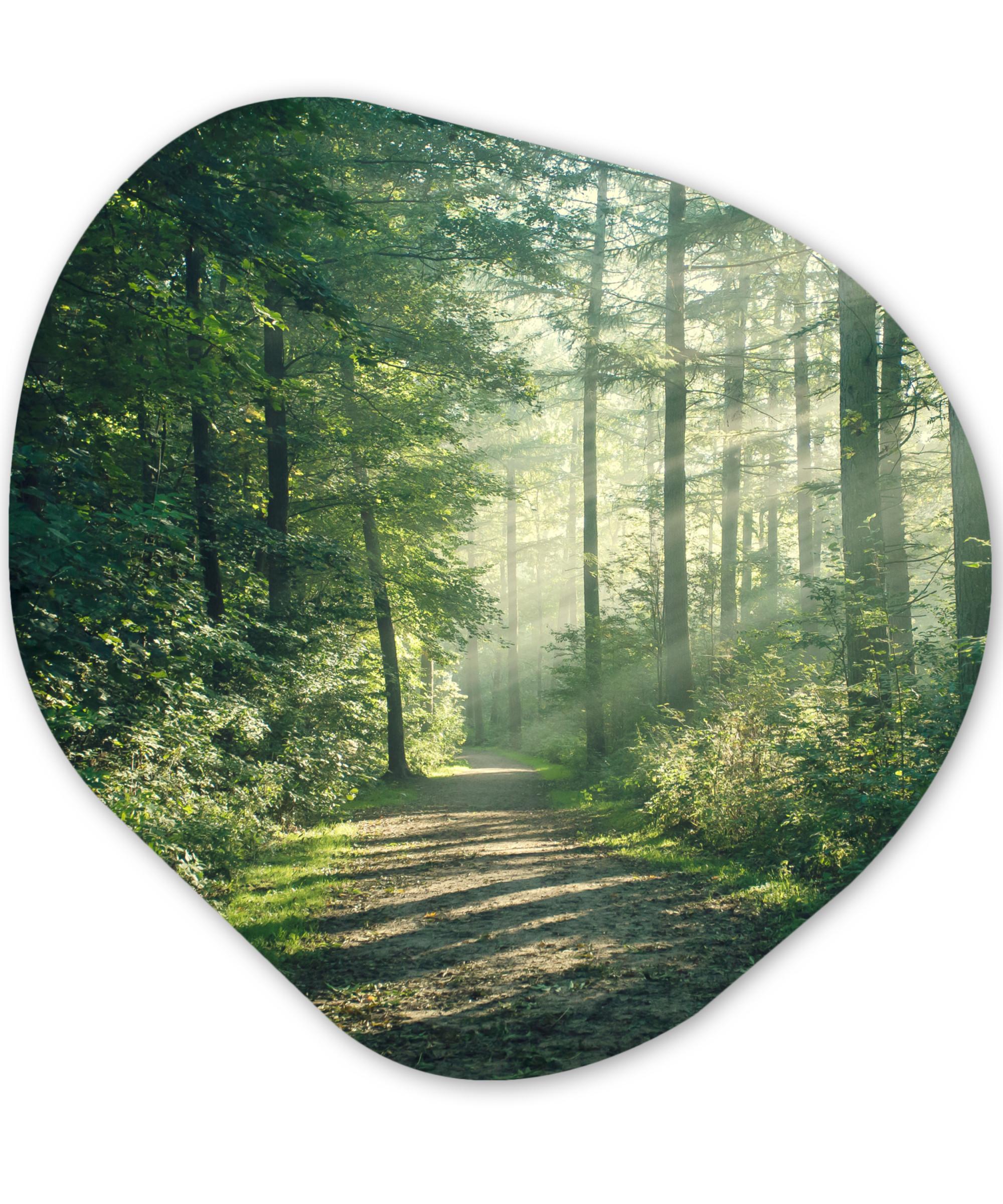 WANDBILD Wald - Weg - Sonne - Bäume - Grün - Natur Wanddeko 40x40 cm - Waldgrün, Kunststoff (40/40cm) - MuchoWow
