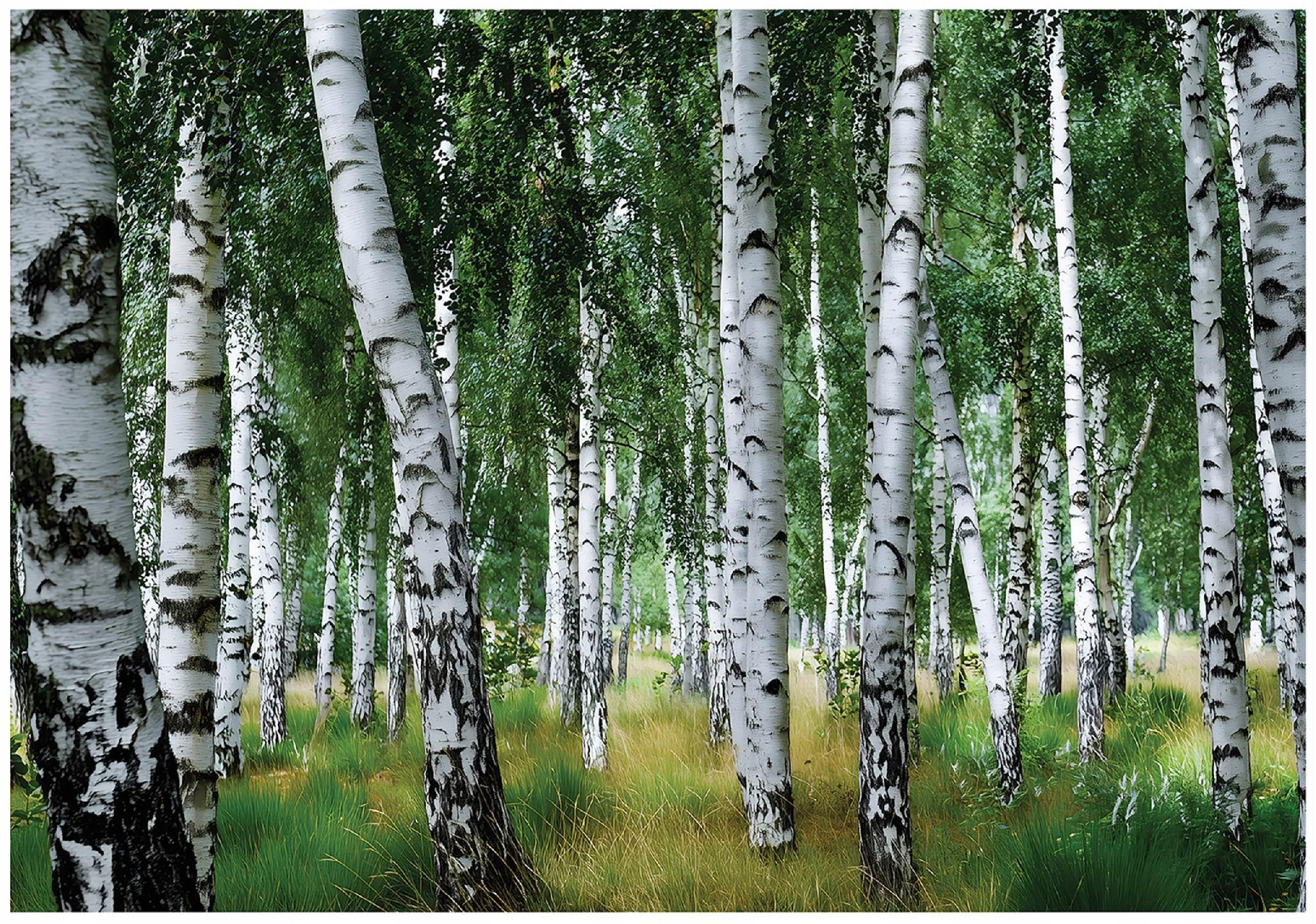 FOTOTAPETE Wald Birken Grün 400x280 cm - Multicolor, Papier (400/280cm) - Wallarena