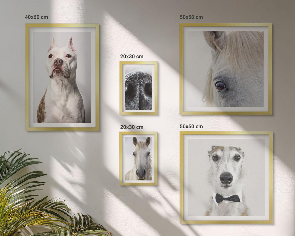 BILDER SET 5er Set - 50x50 cm & 20x30 cm & 40x60 cm Goldrahmen - Elegante Porträts von Hunden und Pferden - Goldfarben, Kunststoff (40/60cm) - TULUP