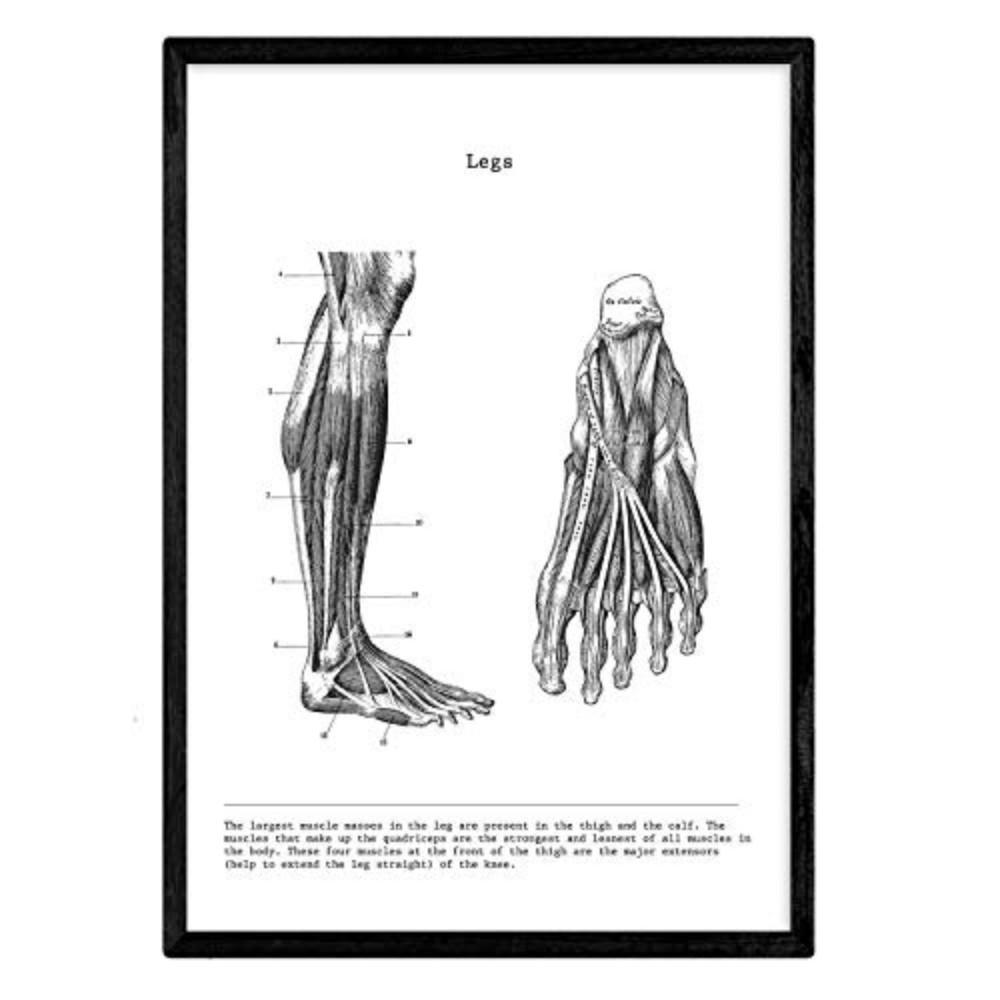 POSTER Anatomie Beine A4 Schwarzer Rahmen - Schwarz, Papier (29.7/5/21cm) - Nacnic