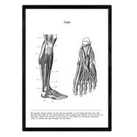 POSTER Anatomie Beine A4 Schwarzer Rahmen - Schwarz, Papier (29.7/5/21cm) - Nacnic