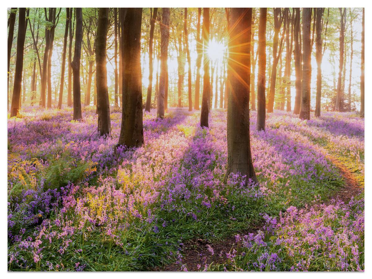 FOTOTAPETE Wald Blumen Sonnenaufgang Landschaft 3D 350x256 - Gelb/Beige, Papier (350/256cm) - Muralo