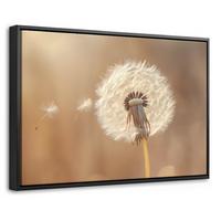 LEINWAND Bilder mit Rahmen - Löwenzahn - Beige - Natur - Blume - 60x40 - Hellbraun, Textil (60/40cm) - MuchoWow
