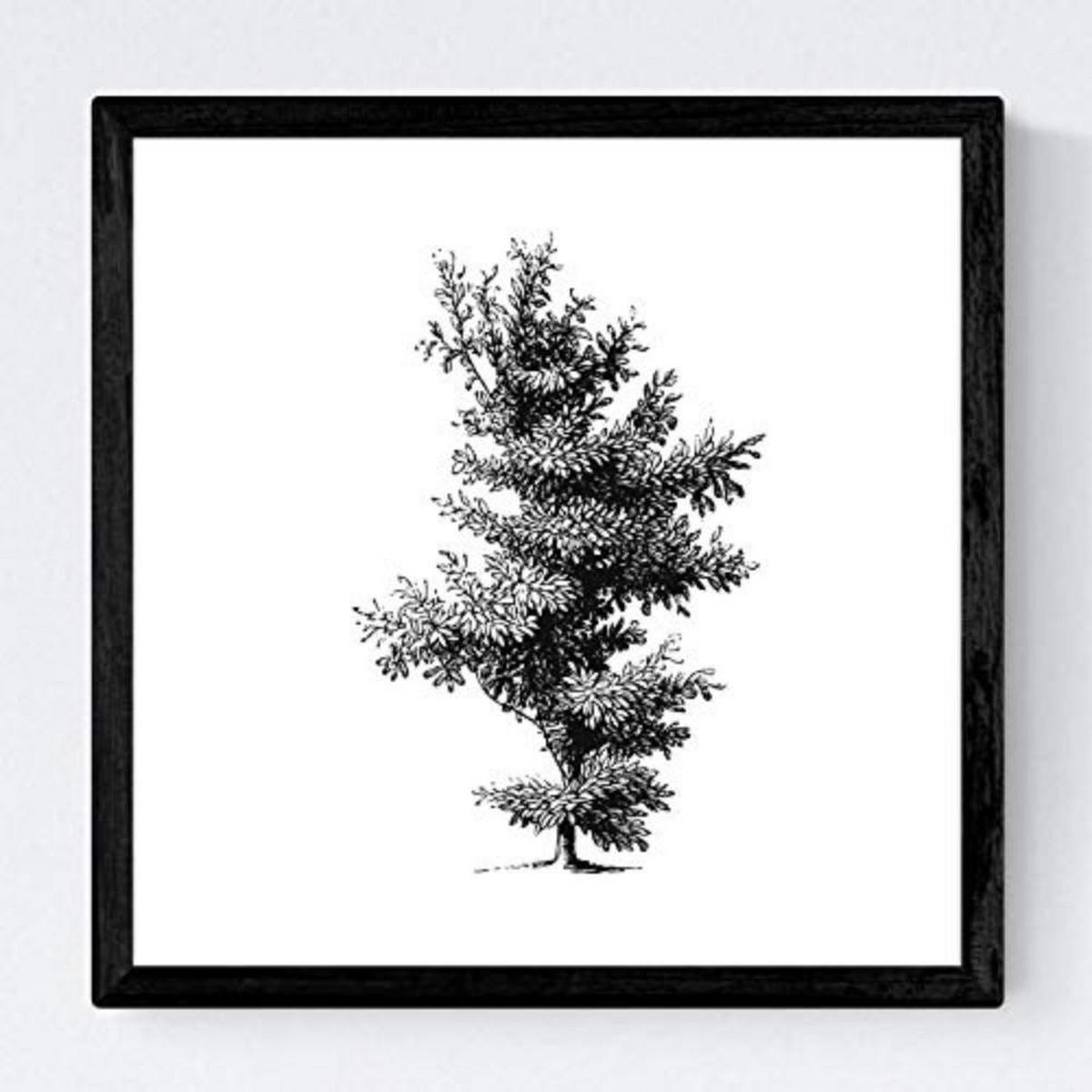 POSTER Set mit 4 Bädern Bäume variierten weißer Hintergrund 30x30 cm Rahmenlos - Klar, Papier (30/3cm) - Nacnic