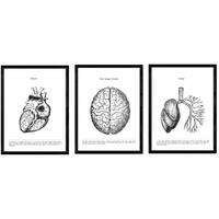 POSTER Set Mit 3 Herz, Gehirn Und Lunge A4 Rahmenlos - Klar, Papier (21/1cm) - Nacnic
