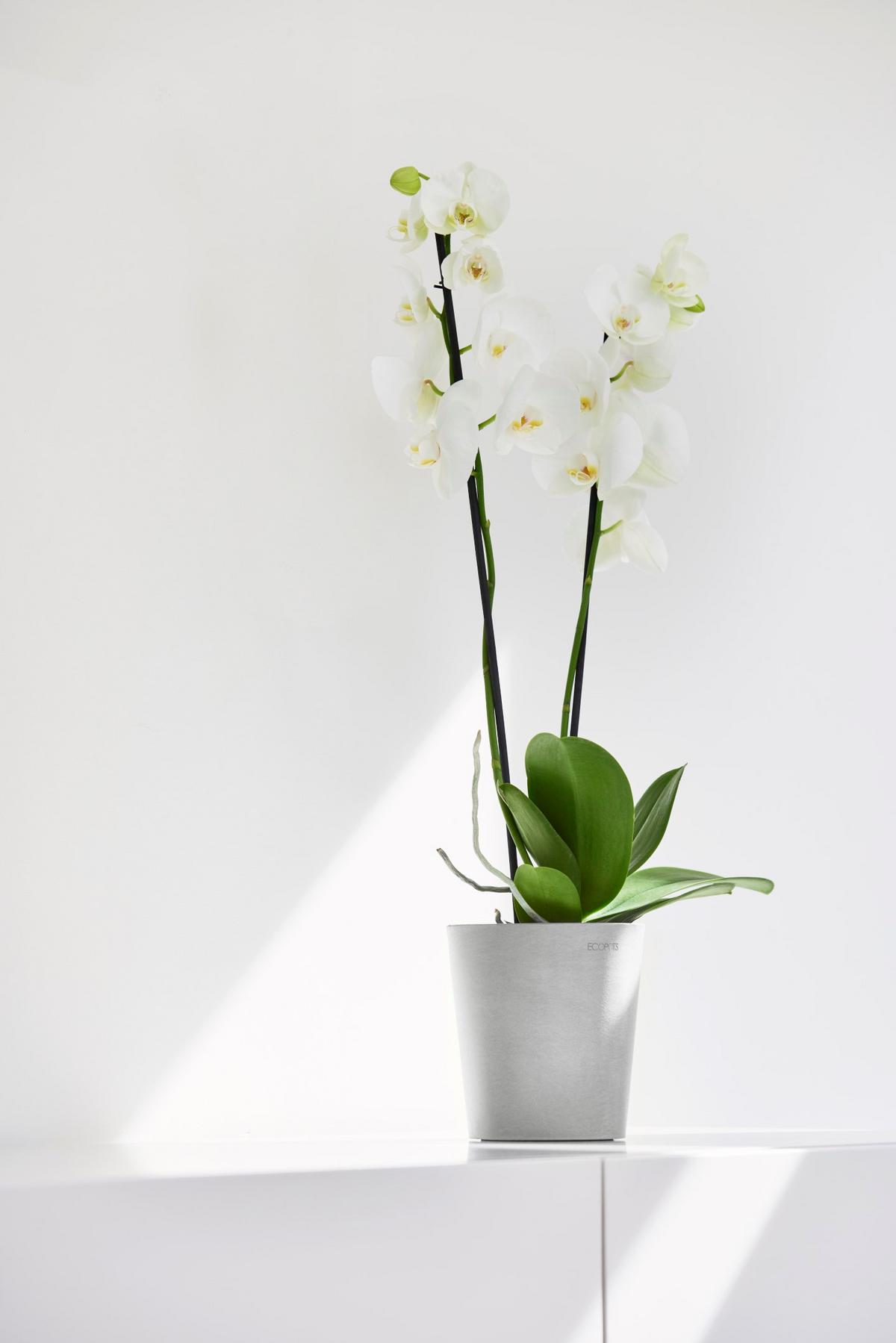 BLUMENTOPF Morinda Orchid 14/15 cm Hellgrau - Hellgrau, Kunststoff (14/15cm) - Ecopots